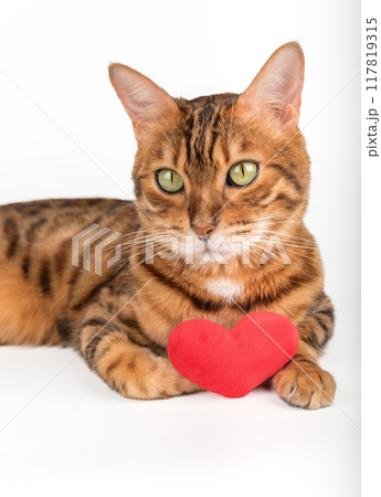 Bengal cat with red plush heart isolated Bengal cat with red plush heart isolated 117819315
