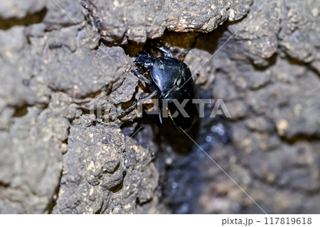 クロカナブン 117819618