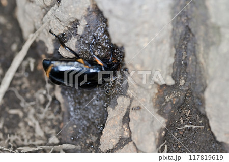 クロカナブン 117819619