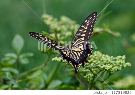 アゲハ蝶 アゲハ蝶 117819820