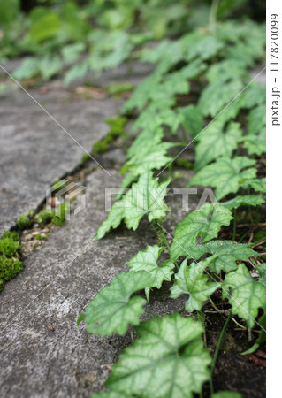Beautiful summer ivy vines under the poet Kim Man-jung's tombstone in American Village, Namhae-gun, Gyeongsangnam-do Beautiful summer ivy vines under the poet Kim Man-jung's tombstone in American Village, Namhae-gun, Gyeongsangnam-do 117820099