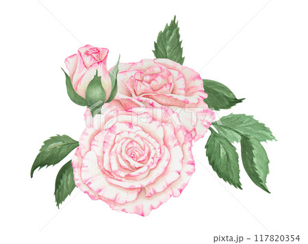 Light pink rose bouquet. Watercolor botanical illustration. Hand drawn clipart, cut out and isolated. Realistic flower drawing for delicate wedding prints, invitations, cards. Romantic design element. 117820354