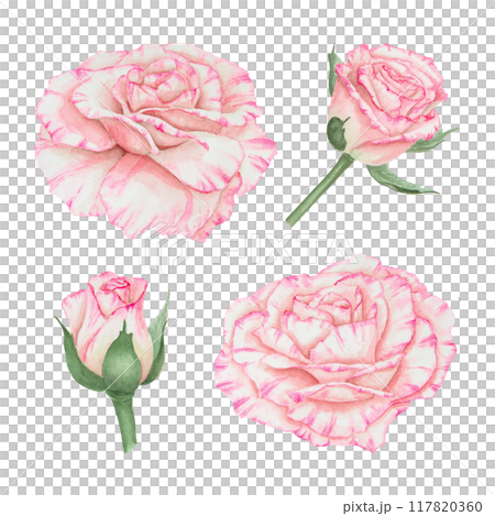 Light pink rose collection. Watercolor botanical illustrations. Hand drawn clipart, cut out and isolated. Realistic flower drawing for delicate wedding prints, invitations. Romantic design element. 117820360