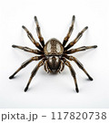 Closeup of a Spider on a white background, highlighting details and textures. Scary Insect Halloween Decor 117820738