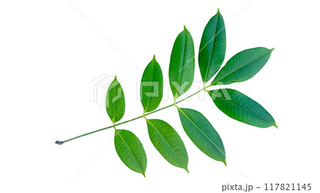 Cut out of tree leaves with clipping paths on a white background 117821145