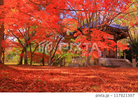 清凉寺(京都市右京区)聖徳太子殿前庭の紅葉 清凉寺(京都市右京区)聖徳太子殿前庭の紅葉 117821307