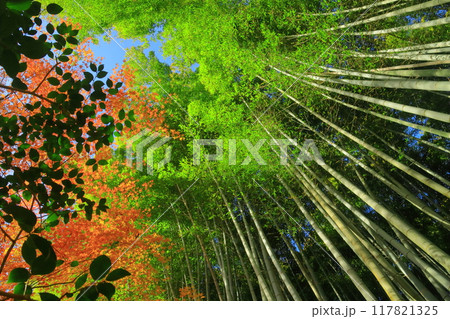 祇王寺（京都市右京区）竹林近くの紅葉 117821325