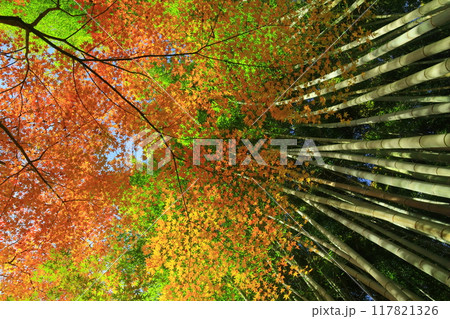 祇王寺(京都市右京区)竹林近くの紅葉 祇王寺(京都市右京区)竹林近くの紅葉 117821326
