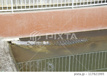 鬼山地獄／大分県別府市大字鉄輪 117821995