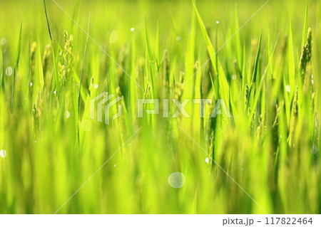 夏の水田で煌めく水稲 117822464