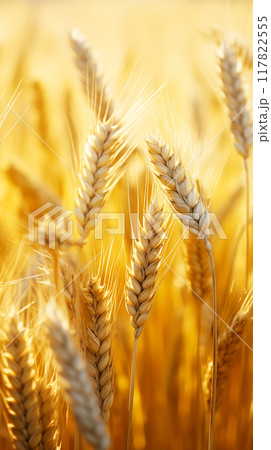 Golden ears of ripe wheat in rays of sunset, vertical format 117822555