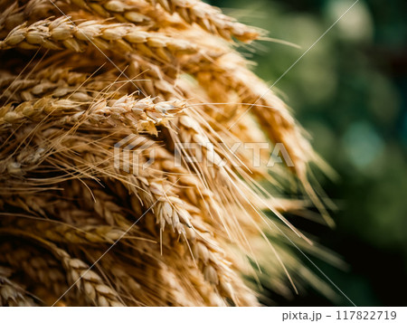 Ripe wheat grains against a blurred green backdrop, emphasizing natural growth and agricultural abundance. Ripe wheat grains against a blurred green backdrop, emphasizing natural growth and agricultural abundance. 117822719