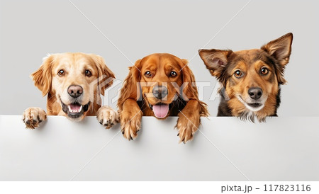 Three dogs peeking over the edge of an empty white banner, isolated on a light grey background with copy space. 117823116
