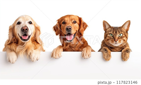 Three happy animals. A golden retriever, a brown cat, and a white dog peeking over the edge of a banner on an isolated background 117823146
