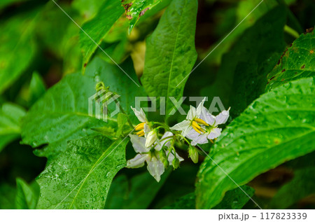 ワルナスビの花 117823339