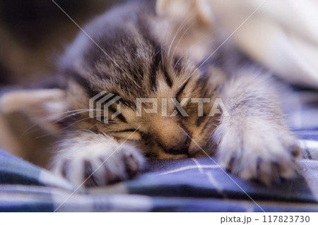 眠る子猫 117823730
