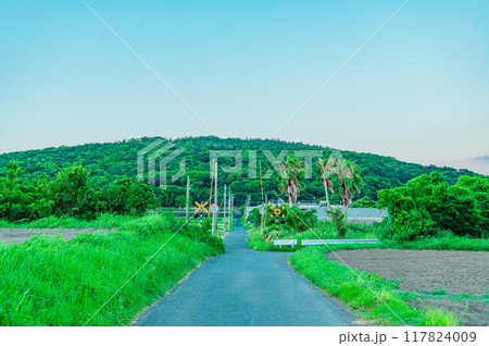 鹿児島　指宿市　田舎道 117824009
