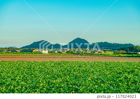 鹿児島　指宿市　田舎道 117824021