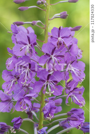 Fireweed flowers close up in the meadow. Chamaenerion angustifolium Fireweed flowers close up in the meadow. Chamaenerion angustifolium 117824330