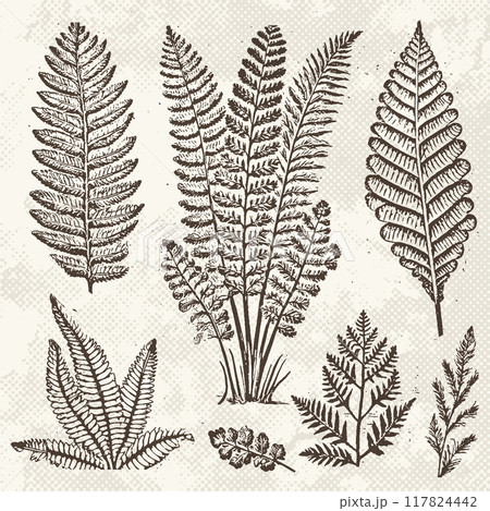 Graphic prehistoric plants fossils set. Ancient fern flora in engraving technique on vintage paper. Vector illustration Graphic prehistoric plants fossils set. Ancient fern flora in engraving technique on vintage paper. Vector illustration 117824442