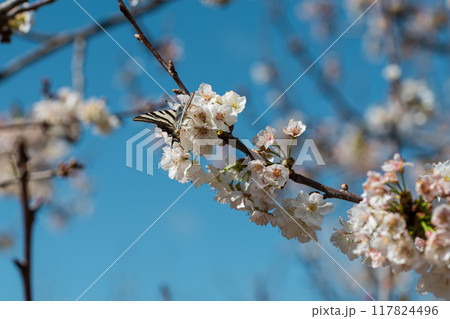 Butterfly Bliss 117824496