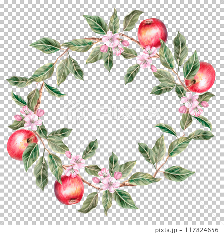 Wreath of apple tree branches with ripe fruits. Isolated watercolor illustration for farm fruit design, agricultural fairs, organic product packaging. Harvesting in the orchard Wreath of apple tree branches with ripe fruits. Isolated watercolor illustration for farm fruit design, agricultural fairs, organic product packaging. Harvesting in the orchard 117824656