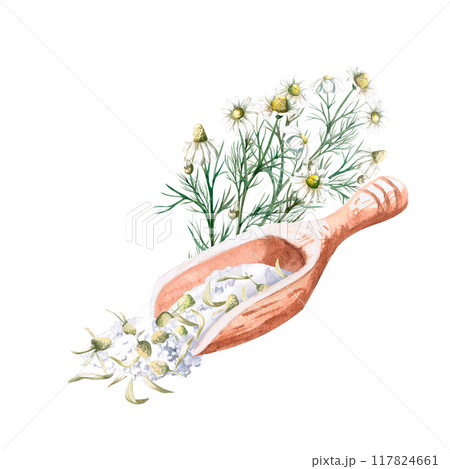 Wooden spoon with bath salt and dried chamomile and bouquet in watercolor. Isolated from background illustration for pharmacy, spa, handmade cosmetics, essences and skincare design 117824661