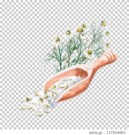 Wooden spoon with bath salt and dried chamomile and bouquet in watercolor. Isolated from background illustration for pharmacy, spa, handmade cosmetics, essences and skincare design 117824661