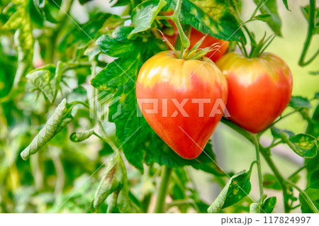 Red ripe tomatoes on a bush Red ripe tomatoes on a bush 117824997