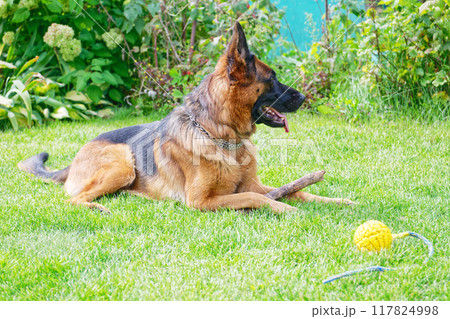 German shepherd on a green grass 117824998