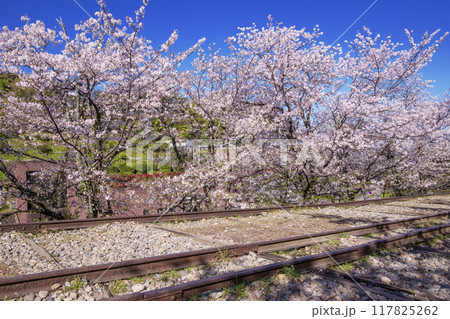 桜満開のインクライン　春の京都蹴上のインクライン　傾斜鉄道跡の風景　京都観光スポット 117825262
