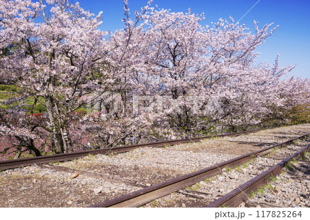 桜満開のインクライン　春の京都蹴上のインクライン　傾斜鉄道跡の風景　京都観光スポット 117825264
