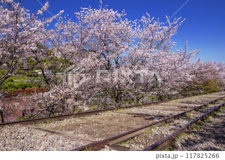 桜満開のインクライン 春の京都蹴上のインクライン 傾斜鉄道跡の風景 京都観光スポット 桜満開のインクライン 春の京都蹴上のインクライン 傾斜鉄道跡の風景 京都観光スポット 117825266