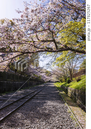 桜満開のインクライン　春の京都蹴上のインクライン　傾斜鉄道跡の風景　京都観光スポット 117825267