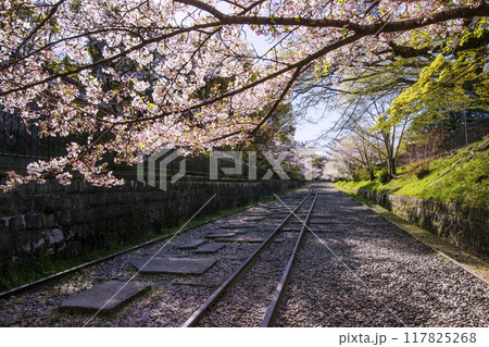 桜満開のインクライン 春の京都蹴上のインクライン 傾斜鉄道跡の風景 京都観光スポット 桜満開のインクライン 春の京都蹴上のインクライン 傾斜鉄道跡の風景 京都観光スポット 117825268