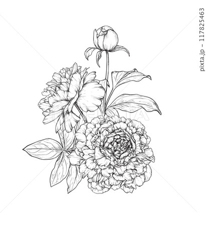 Beautiful hand drawn vector composition with black and white blooming peonies 117825463