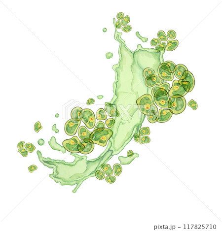 Green algae watercolor clipart showcasing Chlorella clusters in a fluid motion design. Sea superfood for Use in educational materials, product packaging, and eco-friendly branding 117825710