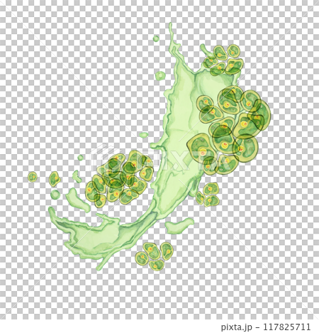 Chlorella algae watercolor clipart featuring green clusters in an abstract dynamic splash design. Ideal for educational content, environmental campaigns, and wellness branding 117825711