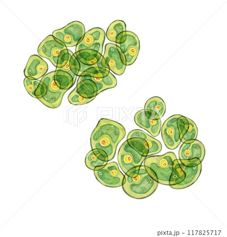 Green algae watercolor image with a spread of Chlorella cells, sea organism group. Clipart for use in scientific articles, nature-themed stationery, or educational websites, environmental blog 117825717