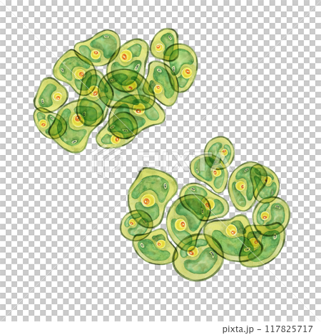Green algae watercolor image with a spread of Chlorella cells, sea organism group. Clipart for use in scientific articles, nature-themed stationery, or educational websites, environmental blog 117825717