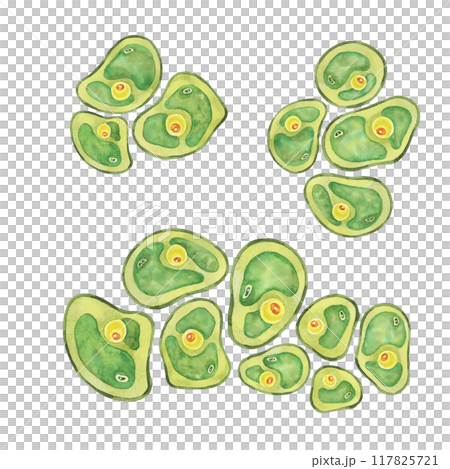 Green algae watercolor image with a spread of Chlorella cells, sea organism group. Clipart for use in scientific articles, nature-themed stationery, or educational websites, environmental blog Green algae watercolor image with a spread of Chlorella cells, sea organism group. Clipart for use in scientific articles, nature-themed stationery, or educational websites, environmental blog 117825721