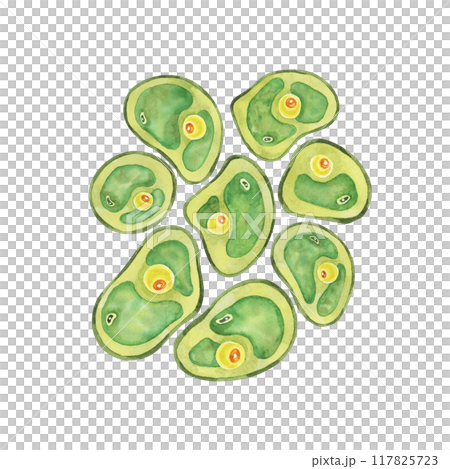 Green algae set depicting numerous Chlorella cells grouped together. Superfood watercolor clipart for food supplement labels, science-themed invitations, or environmental awareness flyers 117825723