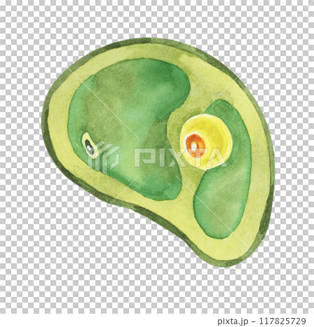 Chlorella illustration featuring a single green algae cell with detailed structure. Seaweed superfood Watercolor clipart for educational materials, scientific publications, or environmental campaigns Chlorella illustration featuring a single green algae cell with detailed structure. Seaweed superfood Watercolor clipart for educational materials, scientific publications, or environmental campaigns 117825729