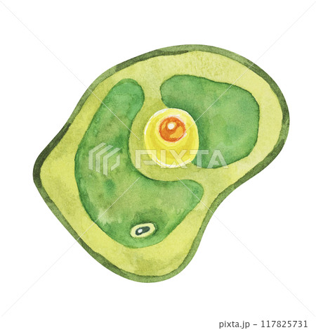 Chlorella illustration featuring a single green algae cell with detailed structure. Seaweed superfood Watercolor clipart for eco-friendly designs, product packaging, and educational visuals 117825731
