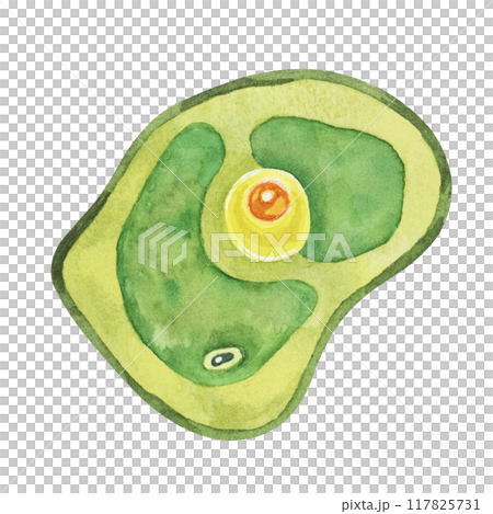 Chlorella illustration featuring a single green algae cell with detailed structure. Seaweed superfood Watercolor clipart for eco-friendly designs, product packaging, and educational visuals 117825731