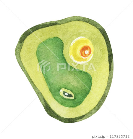 Chlorella illustration featuring a single green algae cell with detailed structure. Seaweed superfood Watercolor clipart for educational materials, wellness products, and scientific illustrations. Chlorella illustration featuring a single green algae cell with detailed structure. Seaweed superfood Watercolor clipart for educational materials, wellness products, and scientific illustrations. 117825732