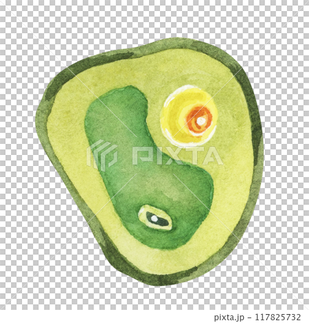 Chlorella illustration featuring a single green algae cell with detailed structure. Seaweed superfood Watercolor clipart for educational materials, wellness products, and scientific illustrations. Chlorella illustration featuring a single green algae cell with detailed structure. Seaweed superfood Watercolor clipart for educational materials, wellness products, and scientific illustrations. 117825732