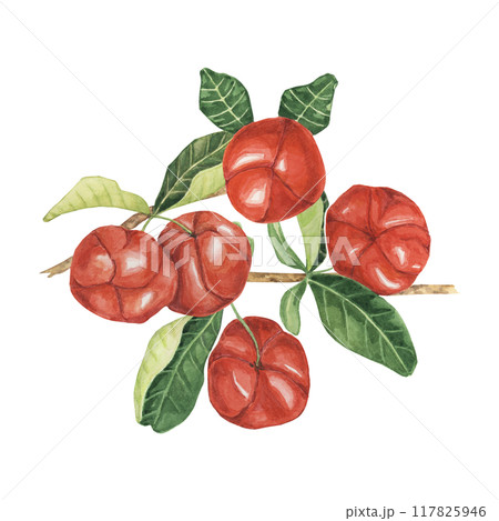 Acerola berries on the tree branch with green leaves, red Barbados cherry fruits design. Watercolor clipart suitable for use in botanical books, organic product labels, and eco-friendly packaging 117825946
