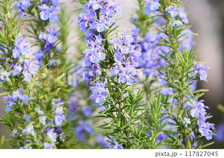 ローズマリーの花 満開 ローズマリーの花 満開 117827045