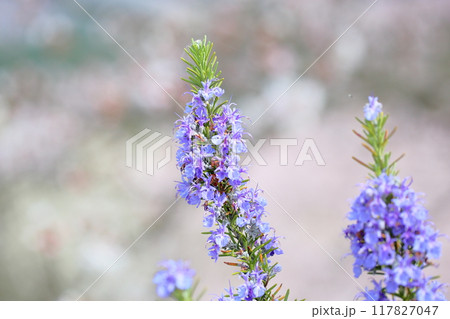 ローズマリーの花　満開 117827047